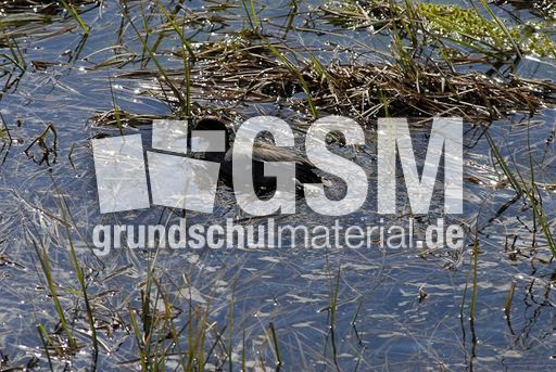 Krickente (2 von 2).jpg